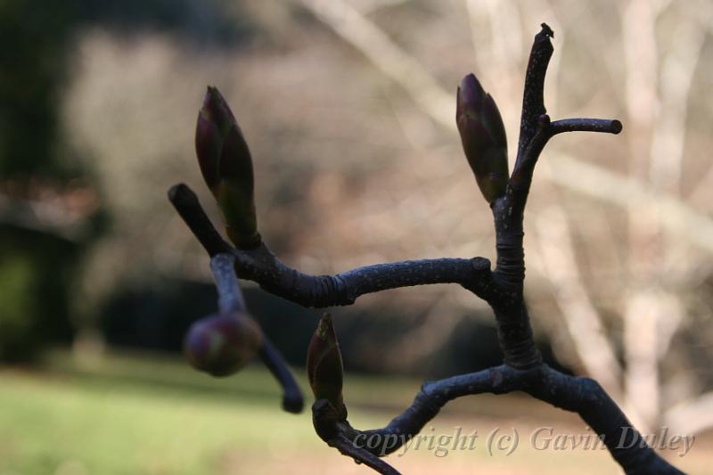 Magnolia bud, Pirianda Gardens IMG_6953.JPG